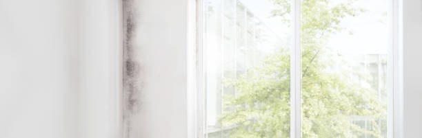 Best Mold-Related Health Consultation  in Sparks, NV
